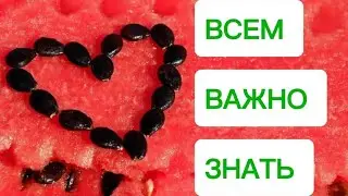 Как Понять, Что Вы Купили Опасный АРБУЗ 🍉