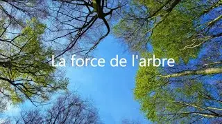 La Force de l'Arbre (original pour 3 violons)