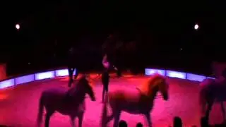 Circus Nock 2013 - Pferde by Franziska Nock