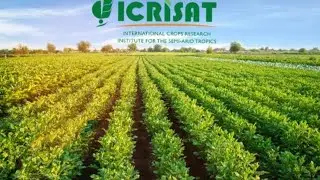 ICRISAT Developed world's first Extreme Heat tolerant, Fast maturing pigeonpea variety - ICPV25444🌿