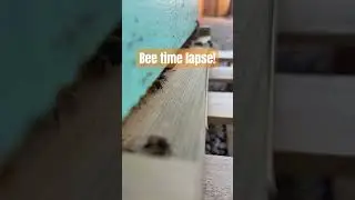 Check out this awesome time lapse of the outside of this bee hive! #honeybee