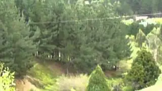 Karearea (New Zealand Falcon) chasing domestic pigeon