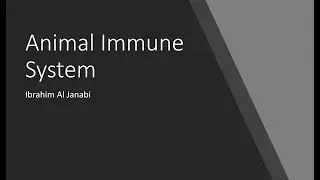 Animal Immune System