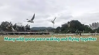 Many wild geese were waking and flying together in Shaoguan,Guangdong,China 雁南飞