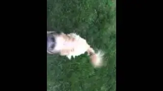 Bouncy Pyr Shep