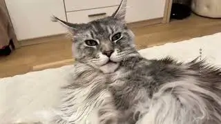 Lovely Maine Coon😻#gelicoon #cat #cute #catlovers #mainecoon #mainecooncatlovers #animals #love