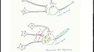 Orientation/edge detector cells in visual cortex