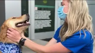 K-9 comfort dog helps healthcare workers at HCA Houston Healthcare Clear Lake