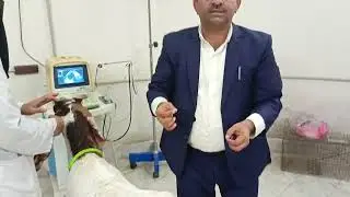 Retention of Urine in Buck, odema and diagnosis