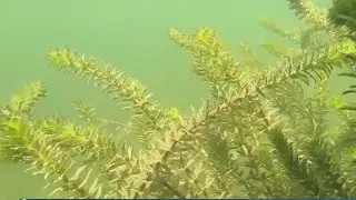 Lake Austin business owners push city leaders to drain the lake to stop hydrilla