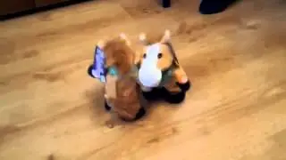 kuda muda