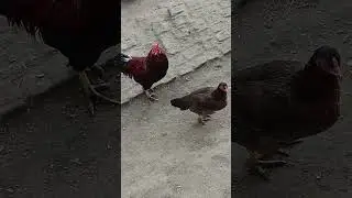 #aseelmurga #chicken #birds #murga #youtubeshorts #roosterfarm #viralvideo 🐓🙏❤️