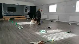 Irish Red and White Setter Rally Obedience Training 2
