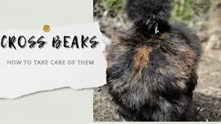Cross Beaks Care