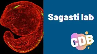 Sagasti Lab Introduction