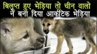 AZAB GAZAB : दुनिया का पहला Made in China आर्कटिक भेड़िया, क्लोनिंग के 100 दिन बाद वीडियो जारी ...