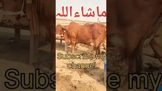 Sahiwal Cow 🐄 Sahiwal&nbsp;&nbsp;Cow Dairy farm #sahiwal&nbsp;&nbsp;#gircow #cow #dairyfarm #video #viral