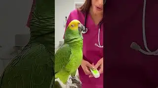 Talking Parrot Flirts at the Vet 😭🦜