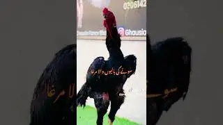 At Ghausia Fancy Birds.                          #qutabshahiaseel786 #kingshamo #aseel #trending