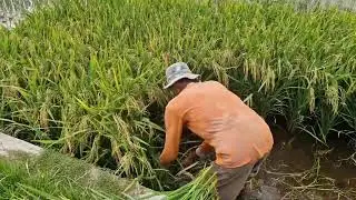 HOW FARMERS HARVEST RICE IN FLOODED LAND USING A SHARP SICKLE - Agriculture Farming