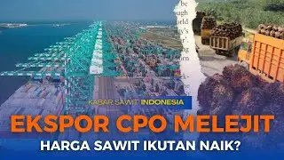 EKSPOR CPO MELEJIT, HARGA SAWIT IKUTAN NAIK?