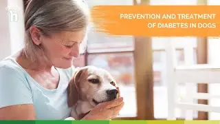 Prevention and Treatment of Diabetes in Dogs