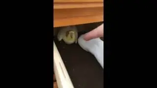 Birbs in a drawer