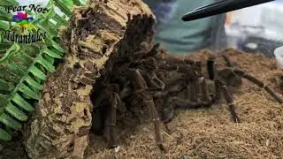 Theraphosa Stirmi Birdeater Tarantula Breeding 2025