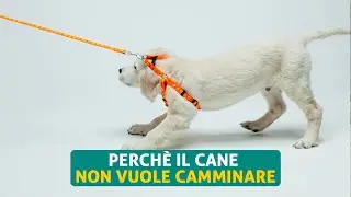 Perché il cane non vuole camminare