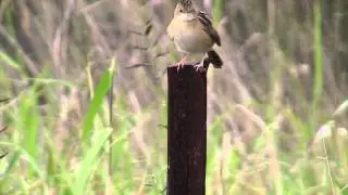 Golden Headed Cisticola - Bird watching in Australia with Ej-Birdwatching