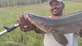 Monster Snakehead landed! Fight aur thrill dono double.#fishing #fish #handmadelure #snakeheadfish 