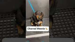 Cute Dachshund puppy🌭 #dachshund  #dachshunds #dachshundpuppy  #doggroomingtips  #dogbath #tutorial
