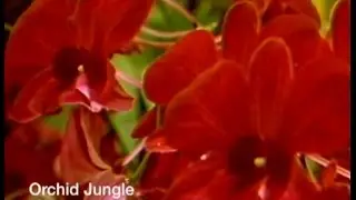 Roadside Florida: The Orchid Jungle
