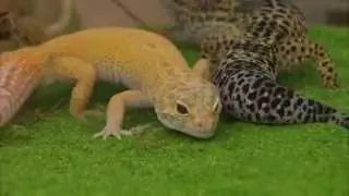 Warning to exotic pet owners: think before you buy