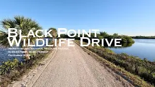 Black Point Wildlife Drive - Merritt Island National Wildlife Refuge, Florida (December 2025)