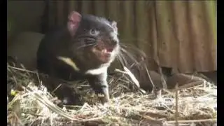 Tasmanian devil growls