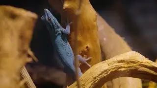 5 Things To Know - Electric Blue Gecko