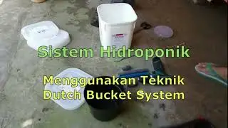 Membuat instalasi Hidroponik dutch bucket system dari boks bekas es krim
