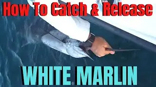 How to CATCH & RELEASE billfish | Deep Sea Fishing WHITE MARLIN
