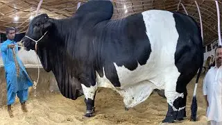 Biggest Bulls Feeding Plan by Zarrar Cattle Farm Karachi