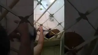 O pingo da Tazm&acirc;nia