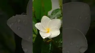 Winter flowers plants//Nature lover Pintu//Top ten beautiful flowers @editrupa388