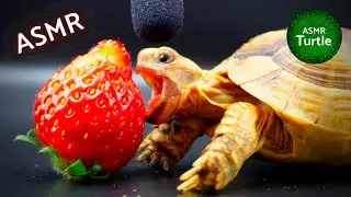 Turtle Tortoise Eating Strawberry ASMR Mukbang🐢🍓