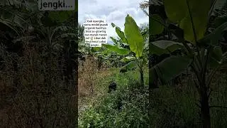 Panen Cabai Hari Ini! 🌶 #cabai  #sahabattani #petanicabai #garden #viral #HomeGarden #fyp #trending