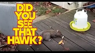 The Adventures Of Chunky The Squirrel: First Hawk Encounter Since Last Winter