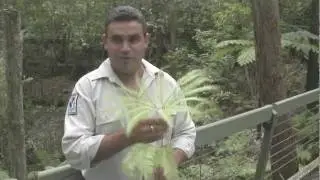 Bush medicine and tools