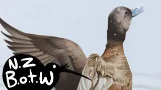 New Zealand blue-billed duck - New Zealand Bird of the Week
