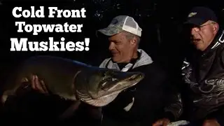 Musky | Coldfront Topwater Muskies