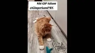 NW GIP Atlant Gingerland*by 😸😸#тренд #breeder #beautifulcat #mainecoon #питомникмейнкун #chicken