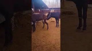 Funniest Donkey Ever Donkey Training the fun way 2162